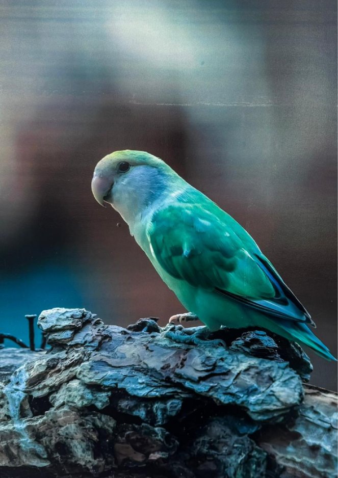 Vivid parrot artwork printed on a wall